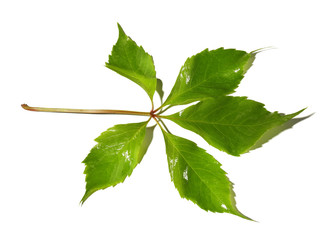 Green leaves isolated on white