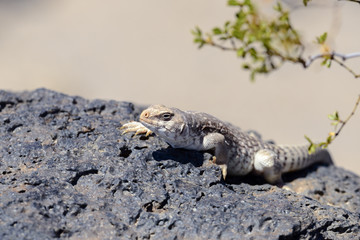 Desert Iguana