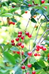 Red cherries on tree branch