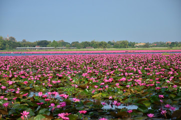 Group of Lotus Flowers