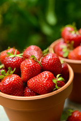Ripe sweet strawberries in pots on table in garden