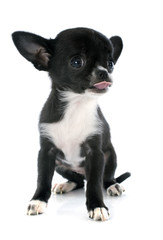 puppy chihuahua