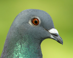 Feral Pigeon