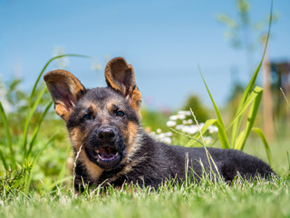 German Shepherd puppy