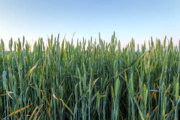 Field with gold ears of wheat in sunset