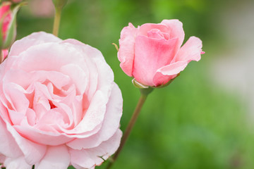 Roses on blurry background