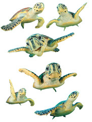Obraz premium Hawksbill Sea Turtles isolated on white background