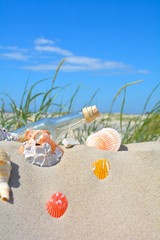 Muscheln und Flaschenpost in den Dünen