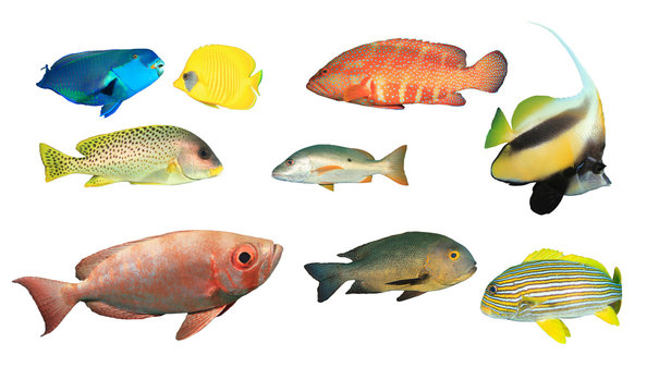 Collection of Tropical Reef Fish isolated on white background