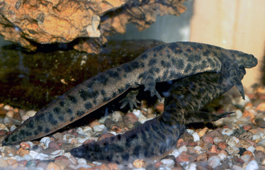 Courtship of Iberian newt