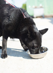 Cute dog eating