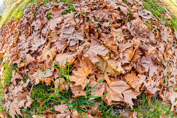 orange leaves