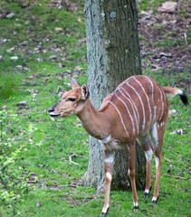 Nyala