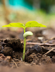 Growing plants