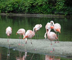 American Flamingo