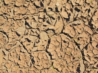 Dry ground of cracked dusty clay with deep marks