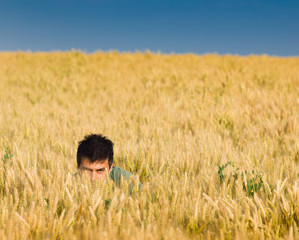 Hide and seek in wheat