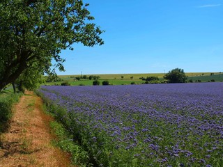 Fototapeta na wymiar Purple Tansy field in countryside in hot summer day. Green blue 