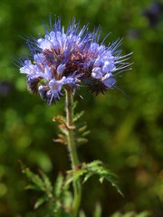 Detail of Purple Tansy in field in background. Green blue purple