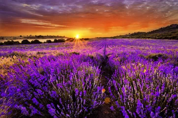 Foto auf Acrylglas Sommer Lavendel