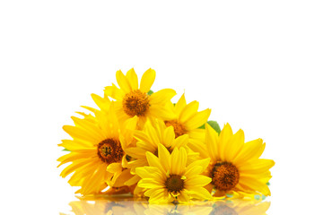 bunch of yellow daisy flowers