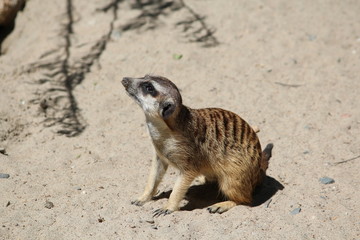 Сурикат смотрит вверх