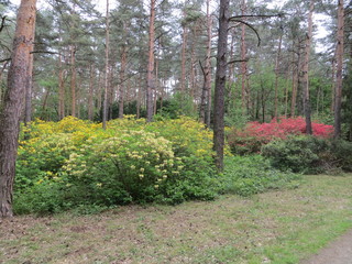 Rhododendrons in pine forest