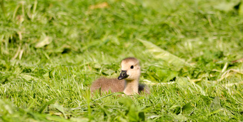Kücken auf der Wiese. Wilde Gänse