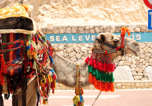 Bedouin camel  at the way to the dead sea. Israel.