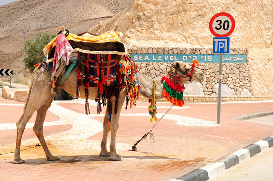 Bedouin camel  at the way to the dead sea. Israel.
