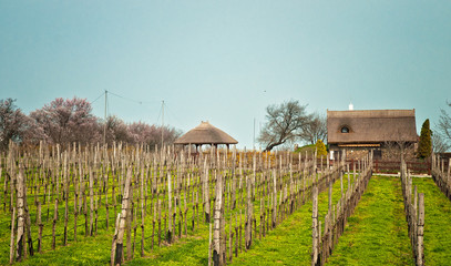 Vineyard