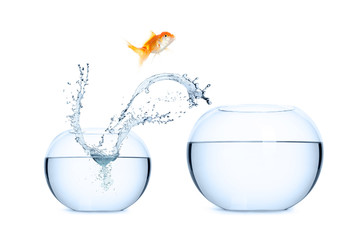 Goldfish jumping into a new aquarium. Concept of relocation.