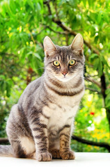 Tabby cat sits on a white surface near green leaves