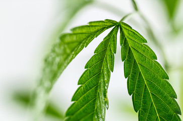 Close up marijuana leaf