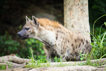 Hyena in the wild
