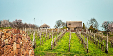 Vineyard