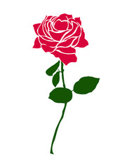 Obraz premium rote Rose