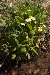 Primrose Primula vulgaris flower photo