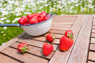 Frische Erdbeeren aus dem Garten