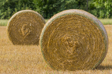 Balle di fieno