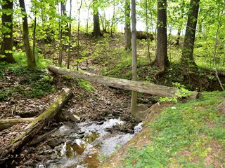 Fototapeta premium Baumstämme im Wald naturbelassen
