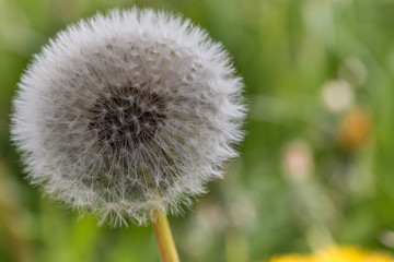Dandelion