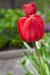 Tulips in spring