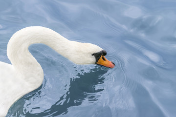 Naklejka na ściany i meble Female white swan drinking water on the Seine River
