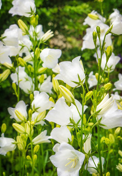 Weiße Glockenblumen