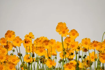 Photo sur Plexiglas Marguerites Yellow daisies