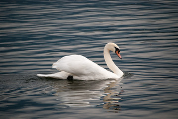 Cygne