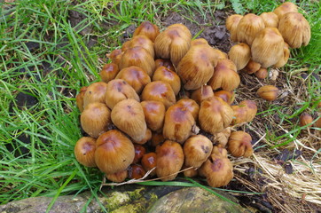 Cluster of mushrooms