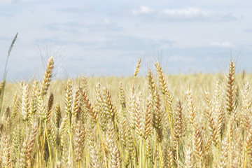 Golden Wheat field.