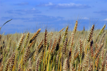 Fototapeta premium Golden Wheat field.